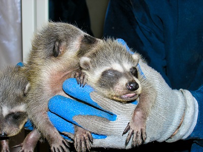 rescued baby raccoons